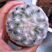 ราคา แมมขนนกขาว ขนนกขาวขนร่ม ขนนกขาวพูเวียน ขนนกขาวไม้เมล็ด ขนนกขาวตุ่มดอก แมมขนนกขาวแคคตัส (5059177885)