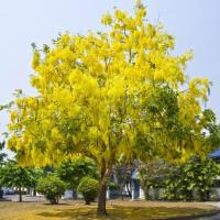 ราคา เมล็ดพันธุ์ 15 เมล็ด ราชพฤกษ์ หรือ ต้นคูณเหลือง ดอกคูน สีเหลือง (4693090857)