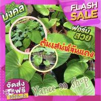 ราคา เสน่ห์จันทร์แดง บอนสี เสน่ห์จันทร์แดง หรือ Homalomena Rubescens เป็นว่านเมตตามหานิยมาและว่านเสริมโชคลาภ (1 ต้น/แพ็ค) (8597768409)
