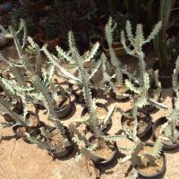 ราคา กระบองเพชร แคคตัส สลักไดด่างขาว ยูโฟเบียแลคเทียขาว (5587401862)