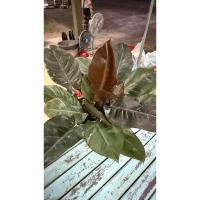 ราคา ต้นกุมารดำเรียกทรัพย์ ในกระถางไซส์ 11 นิ้ว ฟอร์มกอใหญ่แน่น (50052339040)