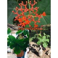 ราคา ต้นหนุมารนั่งแท่น(หัวละมานนั่งแท่น) (8272988870)