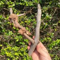 ราคา กาฝากไม้พยุง ไม้มงคลสำหรับบูชา สรรพคุณ ส่งเสริมความมงคลเจริญรุ่งเรือง สำเร็จสมปรารถนา เมตตามหาเสน่ห์ มีพุทธคุณในตัว (19076693675)