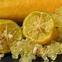 ราคา ต้นมะนาวนิ้วมือ มะนาวคาเวียร์ Finger lime พันธุ์ YELLOW ลำต้นสูง 30 ซม (4792624308)