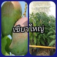 ราคา มะม่วงเขียวใหญ่ชุดละ2ต้น (5331276074)