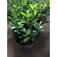 ราคา ต้นส้มจี๊ด ไม้มงคลเสริมบารมี (3880960689)