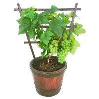 ราคา (ขาย ต้น พันธุ์แท้ 100%) ต้น องุ่น ต้นองุ่น ซันไชน์โรส ต้นแม่พันธุ์นำเข้ามาจากต่างประเทศ (18774857012)