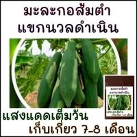 ราคา 15 เมล็ด เมล็ดพันธุ์มะละกอส้มตำ แขกนวลดำเนิน (27475084517)