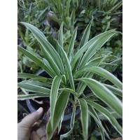 ราคา ต้นเศรษฐีเรือนนอกต้นไม้มงคลปลูกเรียกทรัพย์เรียกโชคลาภ (28389602055)