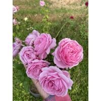 ราคา กุหลาบบิชอป (ไซส์ถุง 5 นิ้ว) ดอกหอมแรง ฟอร์มสวยค่ะ (7651569003)