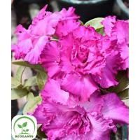 ราคา ต้นชวนชม ชวนชมดอกซ้อน ชวนชมดอกกุหลาบ ไม้มงคล ขนาดกระถาง 6 นิ้ว #DOJA (24150602281)