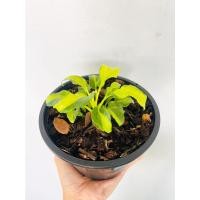 ราคา ฟิโลเดนดรอน ซานาดูแคระใบด่าง (Philodendron Xanadu dwarf Varageted) (11956033671)