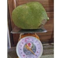 ราคา ขนุนพันธ์เพชรดำรงขายเป็นลูกคะ ไม่ได้หวานมาก ขนุนเกษตรอินทรีย์ใส่ปุ๋ยหมักไม่ฉีดยาค่ะ กิโลกรัมละ 35 บาท(ขายเป็นลูก) (28234413665)