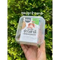 ราคา ชุดปลูกต้นข้าวสาลีอ่อนออร์แกนิค สำหรับสุนัข แมว กระต่าย และสัตว์เลี้ยง (7561044005)