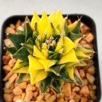 ราคา Cake Cactus Farm กระบองเพชร Obregonia denegii variegated กลีบกระทงด่าง (9446616763)