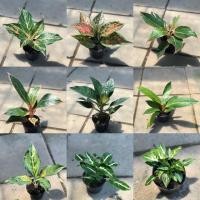 ราคา ไม้มงคล ต้นไม้มงคล ประดับบ้าน แต่งสวน ต้นไม้จิ๋ว (7618345914)