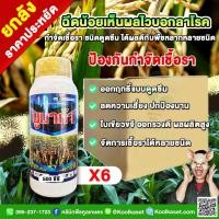 ราคา ยกลัง สารกำจัดโรคพืช นูนาก้า ไดฟีโนโคนาโซล + โพรพิโคนาโซล 500 ซีซี กำจัดเชื้อรา ไม้ดอก ไม้ผล พืชผักสวนครัว คูลเกษตร KF4 (42217763241)