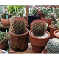 ราคา ต้นกระบองเพชร Mammillaria mammillaris Cactus แมมหนามพิกุล, แมมดอกพิกุล ติดตุ่มดอก (3623050943)