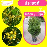 ราคา ต้นประยงค์ ไม้โบราณดอกหอม กระถาง 15 นิ้ว (22471457083)