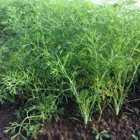 ราคา เมล็ดผักชีลาว ผักชีลาว ผักสวนครัว (27580283657)