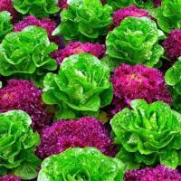 ราคา ผักสลัดมิกซ์ 10 ชนิด!!ถูกที่สุด10 บ.ผักสลัดมิกซ์ 10 ชนิด 100เมล็ดคุ้มที่สุดผักสลัดถึง10ชนิด☘️พุ่มใหญ่รสชาติดี (7994312675)