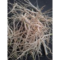 ราคา รากผักเสี้ยนผีถอนสด (เฉพาะราก 200กรัม) (54304342046)