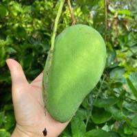 ราคา มะม่วงโชคอนันต์ สดจากสวน ปลอดสาร100% (29686200397)