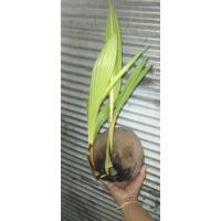 ราคา มะพร้าว2หน่อ ต้นเตี้ย 3-4 ปี ออกลูก (28381532803)