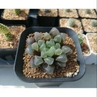 ราคา ไม้อวบน้ำ​ ฮาโวเทีย​หยดน้ำ​ 80​ บาท (3743860567)