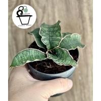 ราคา ลิ้นมังกรซามูไรSansevieria Samurai (12523670214)