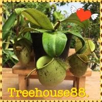 ราคา ต้นหม้อข้าวหม้อแกงลิง ต้นไม้กินแมลง (21833515040)