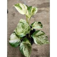 ราคา พูลแอปเปิ้ล ด่างสีสันแต่ความด่างของแต่ละต้นไม่เหมือนกันคือเสน่ห์ของพูลแอบเปิล (13213032900)