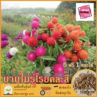 ราคา ซื้อ5 แถม1 เมล็ดพันธุ์ ดอกบานไม่รู้โรย คละสี 20 เมล็ด (Mixed Globe Amaranth Flower Seed) เมล็ดพันธุ์แท้ ปลูกง่าย อัตรางอ (18979304773)