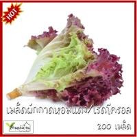 ราคา 200 เมล็ด เรดโครอล ผักกาดหอมแดง เมล็ดผักกาดหอมแดง เมล็ดผักกาดหอม ผักกาดหอม เมล็ดเรดโครอล สลัดใบแดง (24941752039)