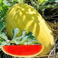 ราคา 10 เมล็ด แตงโม แตงโมไร้เมล็ด เมล็ดผลไม้ ผลไม้ปลอดสารพิษ Watermelon Seeds สายพันธุ์ Golden King (43922862865)