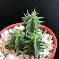 ราคา กระบองเพชร/แคคตัส/ไม้อวบน้ำ-เก๋งจีน (9649182081)