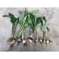 ราคา ว่านรวยล้นฟ้า ว่านหมูกลิ้ง ว่านเพชรฉลูกัณฑ์ (3935079886)