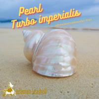 ราคา Andaman seashell เปลือกหอย เปลือกหอยตาวัวจอร์แดนเขียว ขัดมุก (Turbo imperialis) (14461301077)