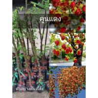 ราคา ขายต้นคูน #คูนแดง ดอกคูณสีแดงพันธุ์แท้ นานาพรรณ (3083373415)