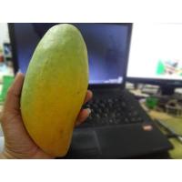ราคา ต้นมะม่วงน้ำดอกไม้มัน ดิบมัน สุกอร่อย (8748582996)
