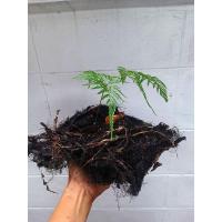 ราคา เฟิร์นนาคราชลักษณะเป็นกอ (28170365841)