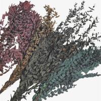 ราคา "ยูคาใบแหลม" ใบไม้อบแห้ง (43975026759)