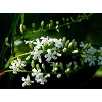 ราคา หัวน้ำหอมกลิ่นดอกบุหงา Dok Bu Nga หัวน้ำหอมแท้100% หัวน้ำหอมใส่สบู่ หัวน้ำหอมใส่ครีม ใส่โลชั่น ขนาด30ML-100ML (21980358103)