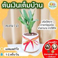 ราคา ต้นเงินเต็มบ้าน กระถาง 7 นิ้ว [แถมฟรี! เม็ดดินเผา + ปุ๋ย + ตุ๊กตาตกแต่ง] ต้นไม้มงคล ไม้ประดับกระถาง เป็นมงคล (20723535663)