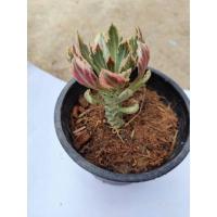 ราคา ว่านพญานาคราชด่าง ในกระถาง 5 นิ้ว ไม้แดด ไม้มงคล เสริมโชคลาภ (6391870948)