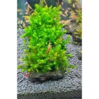 ราคา มอสสวินโลไจแอนท์ยูโรบ พันก้อนหิน (40626335377)