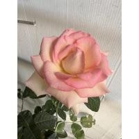 ราคา กุหลาบคละสีทางร้านจัดเลือกให้เองต้นละ35บาท ขั้นต่ำสอง (10392752866)