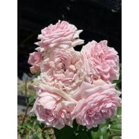 ราคา กุหลาบ Mary Lennox (แมรี่เลนน็อกซ์) ดอกสีชมพูนม บานทน หอมแรง (42053644990)