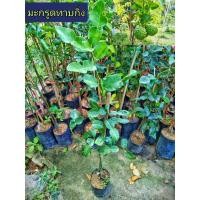 ราคา มะกรูดทาบกิ่ง ปราจีนบุรีขนาด80-100 ซม (17956593581)