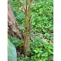 ราคา หน่อกล้วยไข่ ต้นกล้วยไข่ 1ชุด 5หน่อ (29324393067)